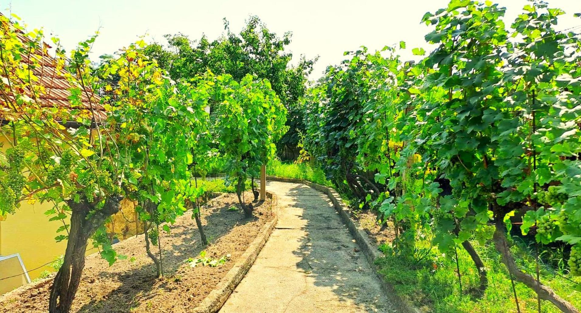 Domek Na Vinohradech Hlohovec Zewnętrze zdjęcie
